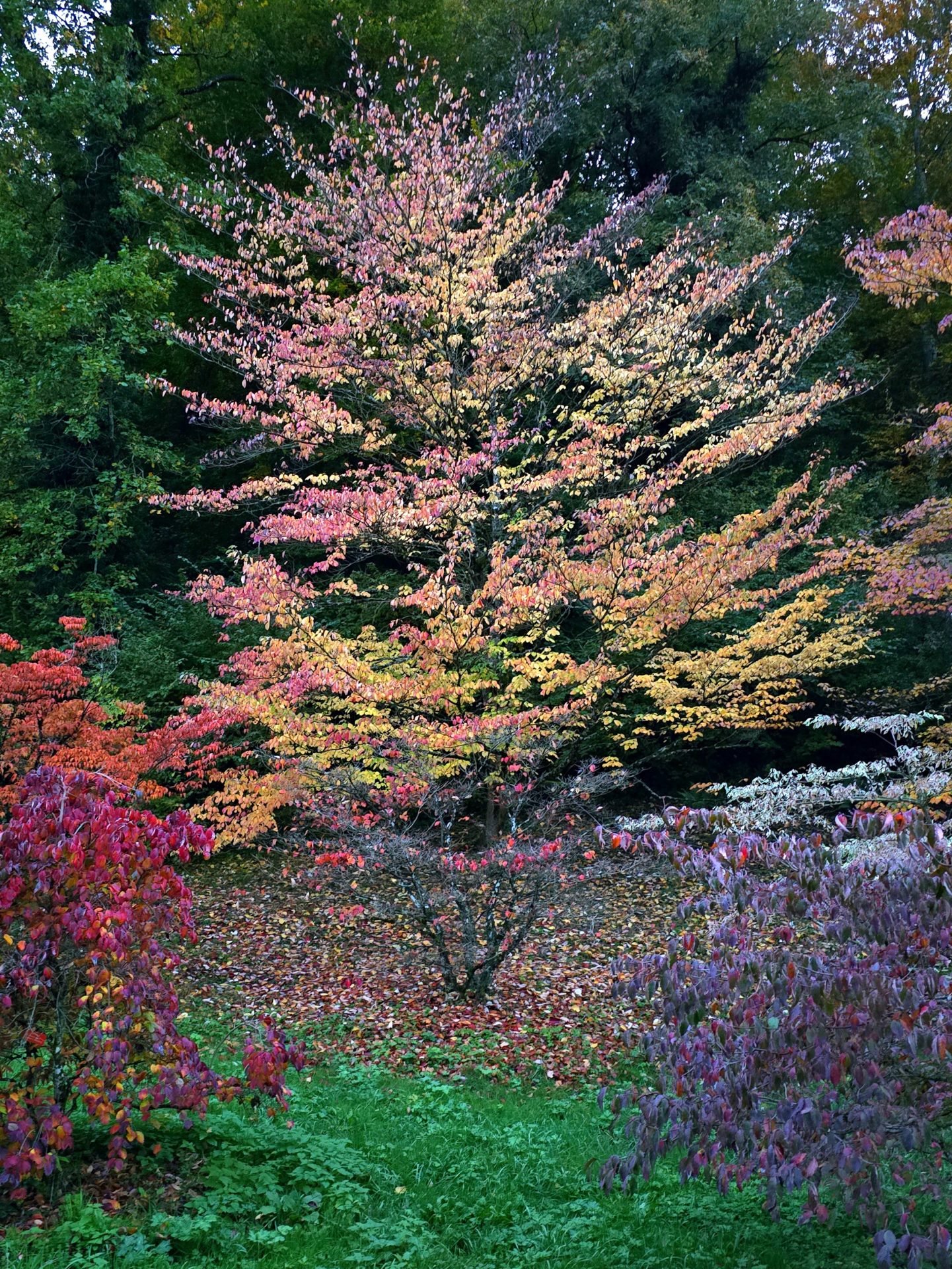 Arboretum du Vallon de l'Aubonne randonnée Arboretum Aubonne itinéraire Arboretum Aubonne parking, Vaud, raquettes à Neige, Randonnée Montagne, randonnée pédestre, Itinéraire randonnée, chemin, parcours GPS, tracé gpx, SwissTopo, randonnée, Suisse-Rando, Schweizer wanderwege, idée de randonnée pédestre en Suisse, randotherapie, randothérapie, randotherapie.fun